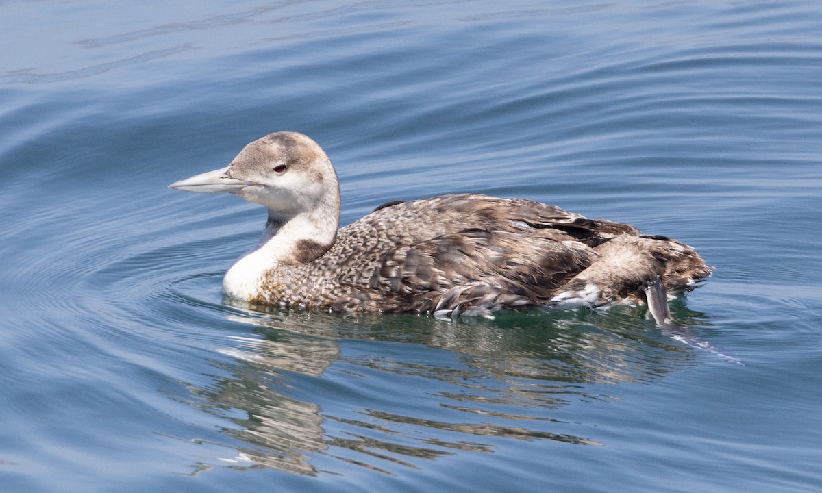 loon sp. - Brian Sullivan