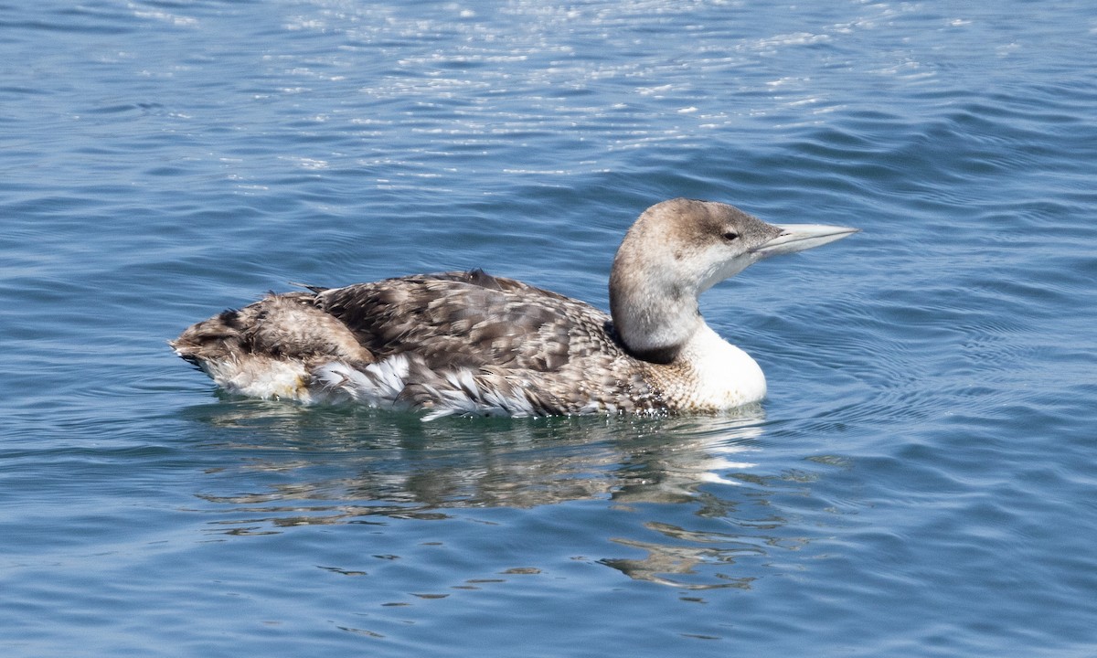 loon sp. - Brian Sullivan