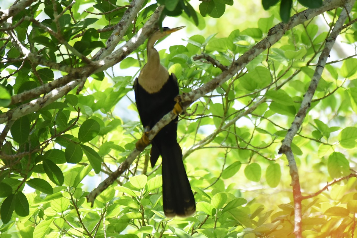 Anhinga - Bruce Mast