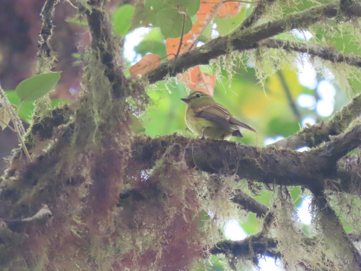 Flavescent Flycatcher - Hugo Foxonet