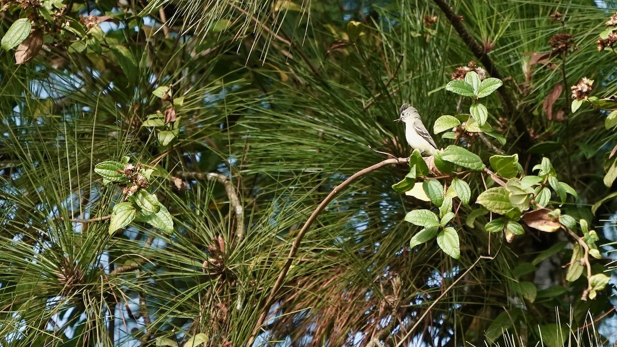 Yellow-bellied Elaenia - Indira Thirkannad