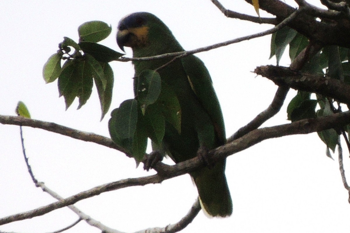 Orange-winged Parrot - Licinio Garrido Hoyos