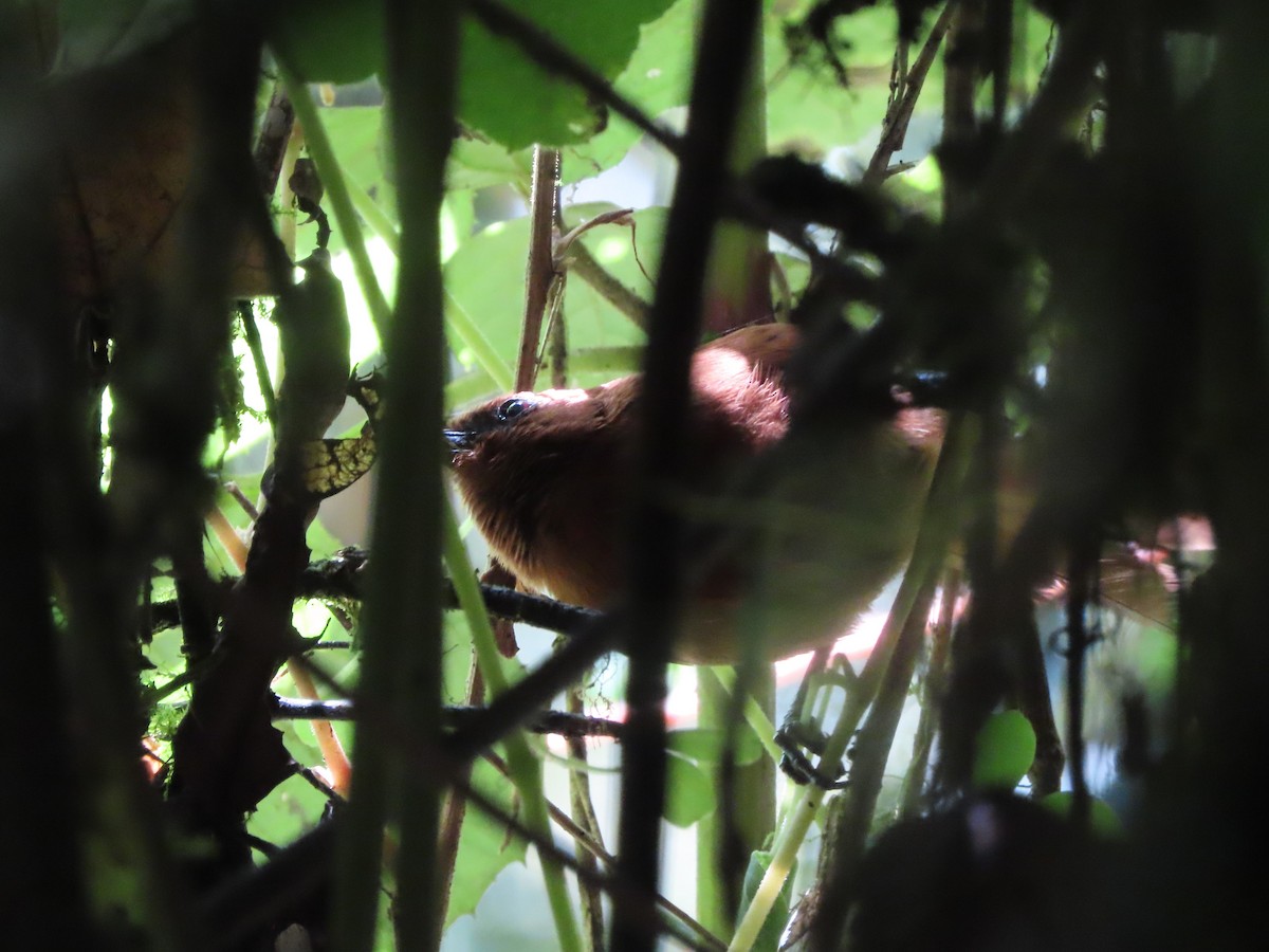 Rufous Spinetail - Hugo Foxonet