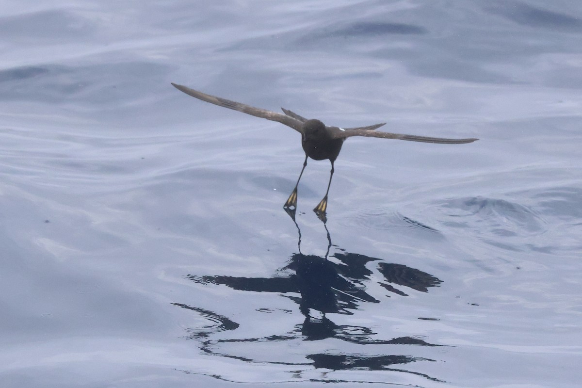 Wilson's Storm-Petrel - Michael McCloy