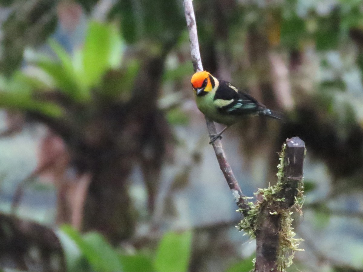 Flame-faced Tanager (Yellow-faced) - Hugo Foxonet