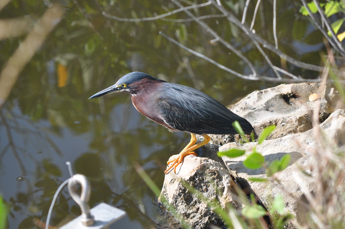 Green Heron - Colin Giebner