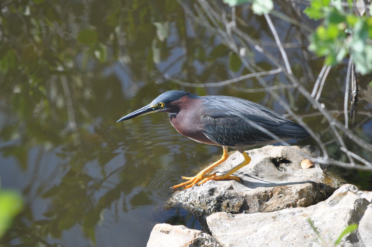 Green Heron - Colin Giebner