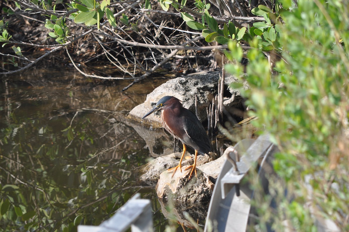 Green Heron - Colin Giebner