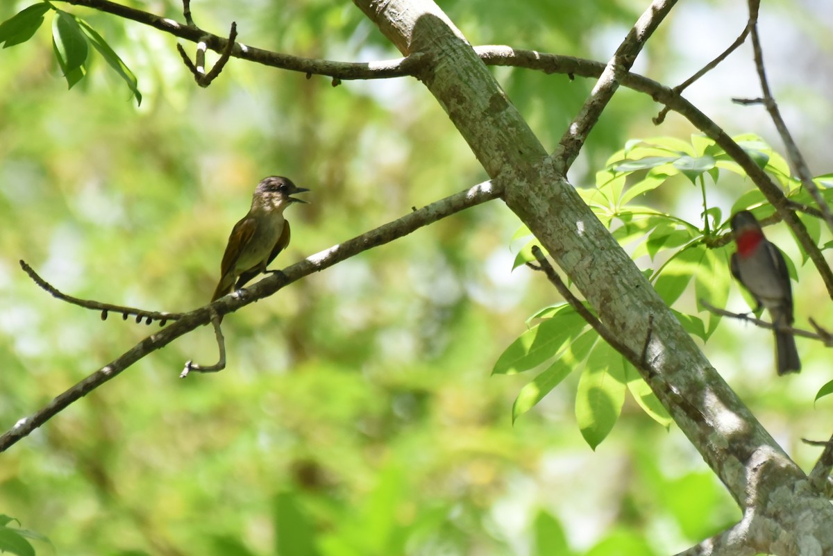 Rose-throated Becard - Bruce Mast