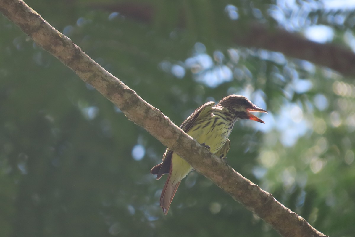 Sulphur-bellied Flycatcher - David Brinkman