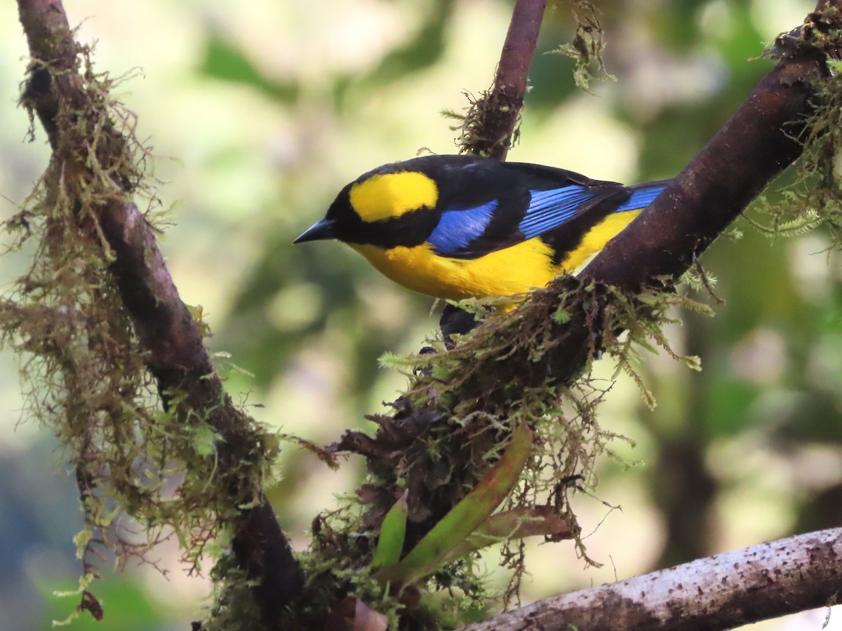 Blue-winged Mountain Tanager - Hugo Foxonet