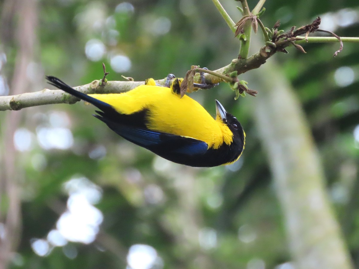 Blue-winged Mountain Tanager - Hugo Foxonet