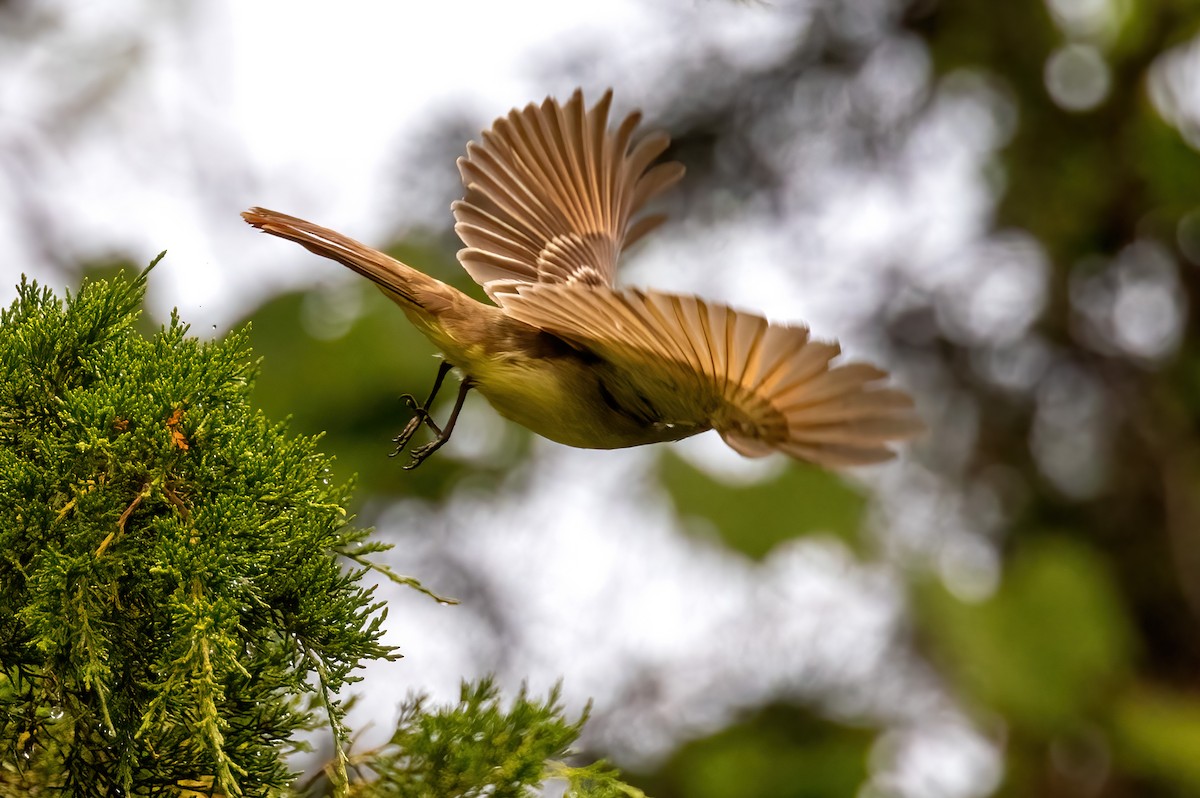 Great Crested Flycatcher - Paul Roisen