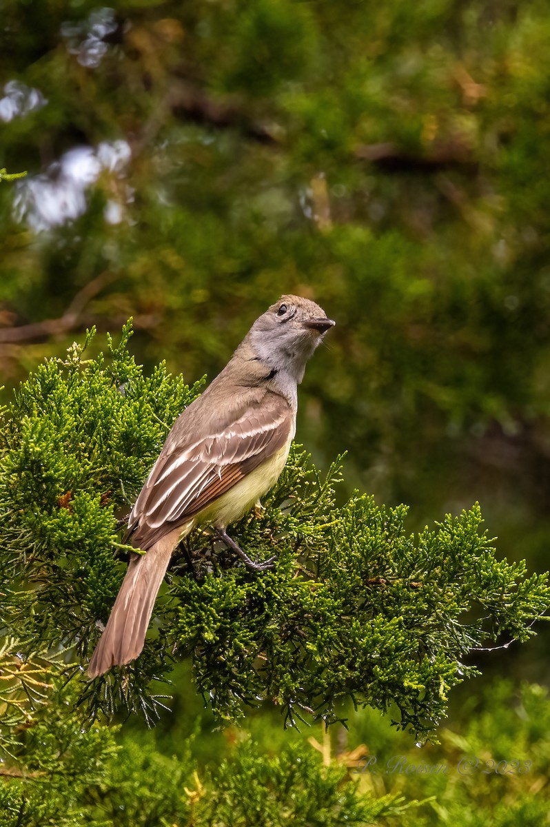 Great Crested Flycatcher - Paul Roisen