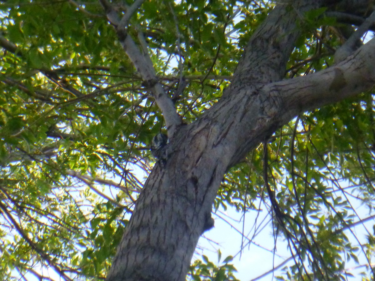 Red-naped Sapsucker - Benoît Bürgi