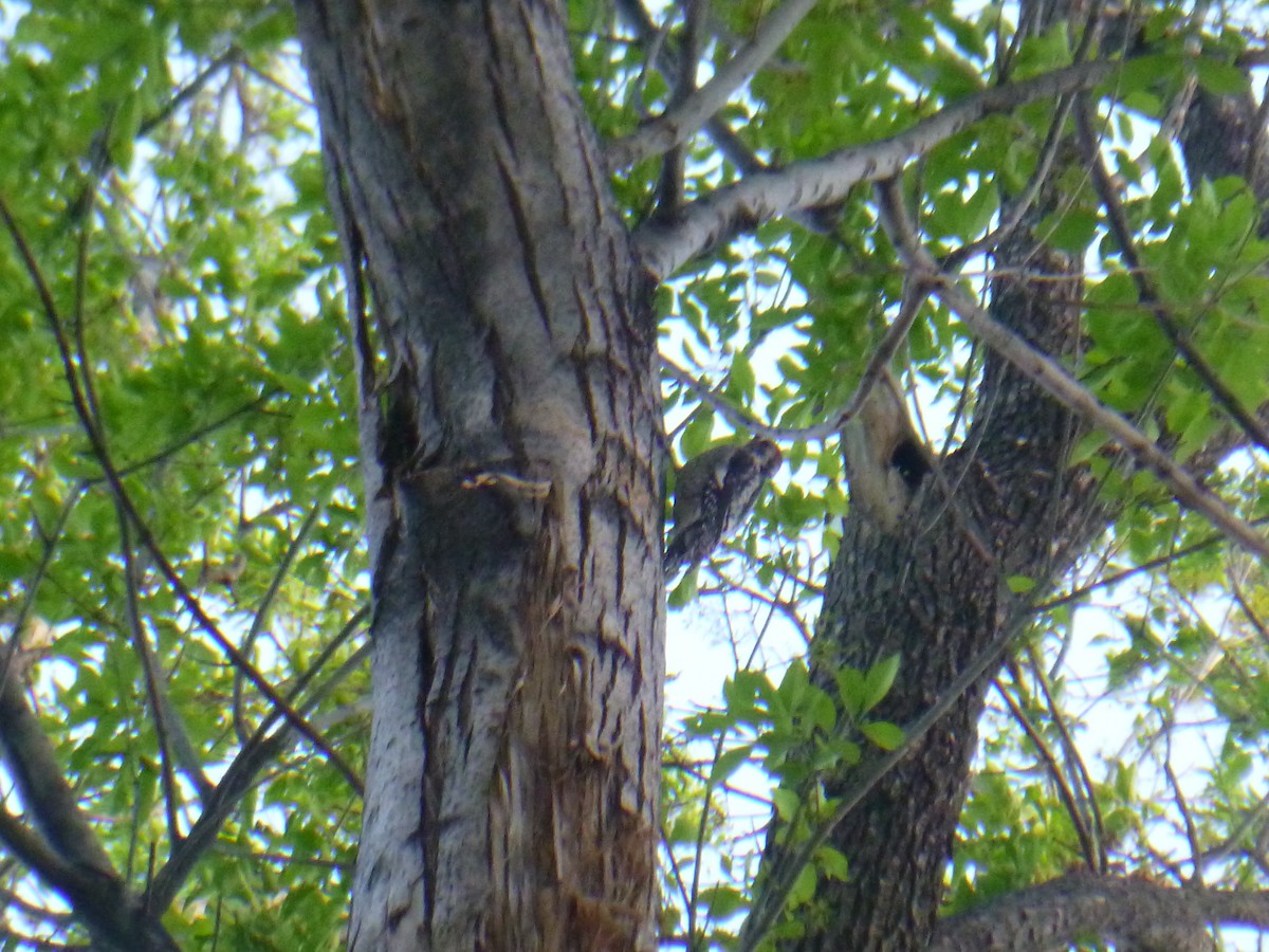 Red-naped Sapsucker - Benoît Bürgi