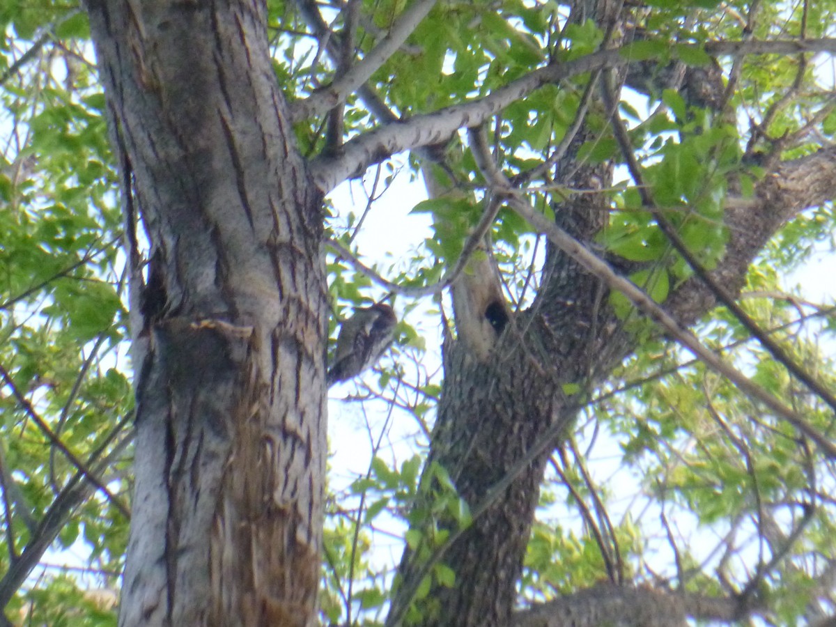 Red-naped Sapsucker - Benoît Bürgi