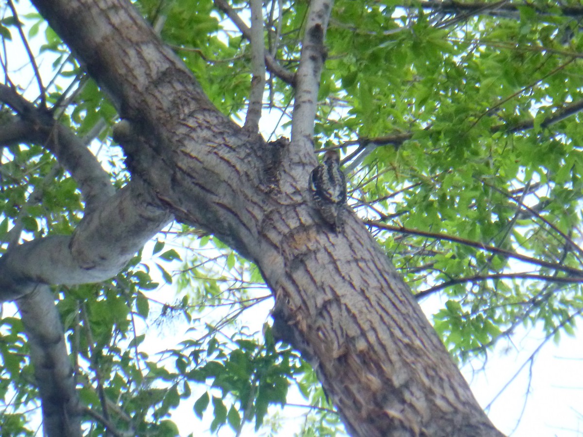 Red-naped Sapsucker - ML619526754