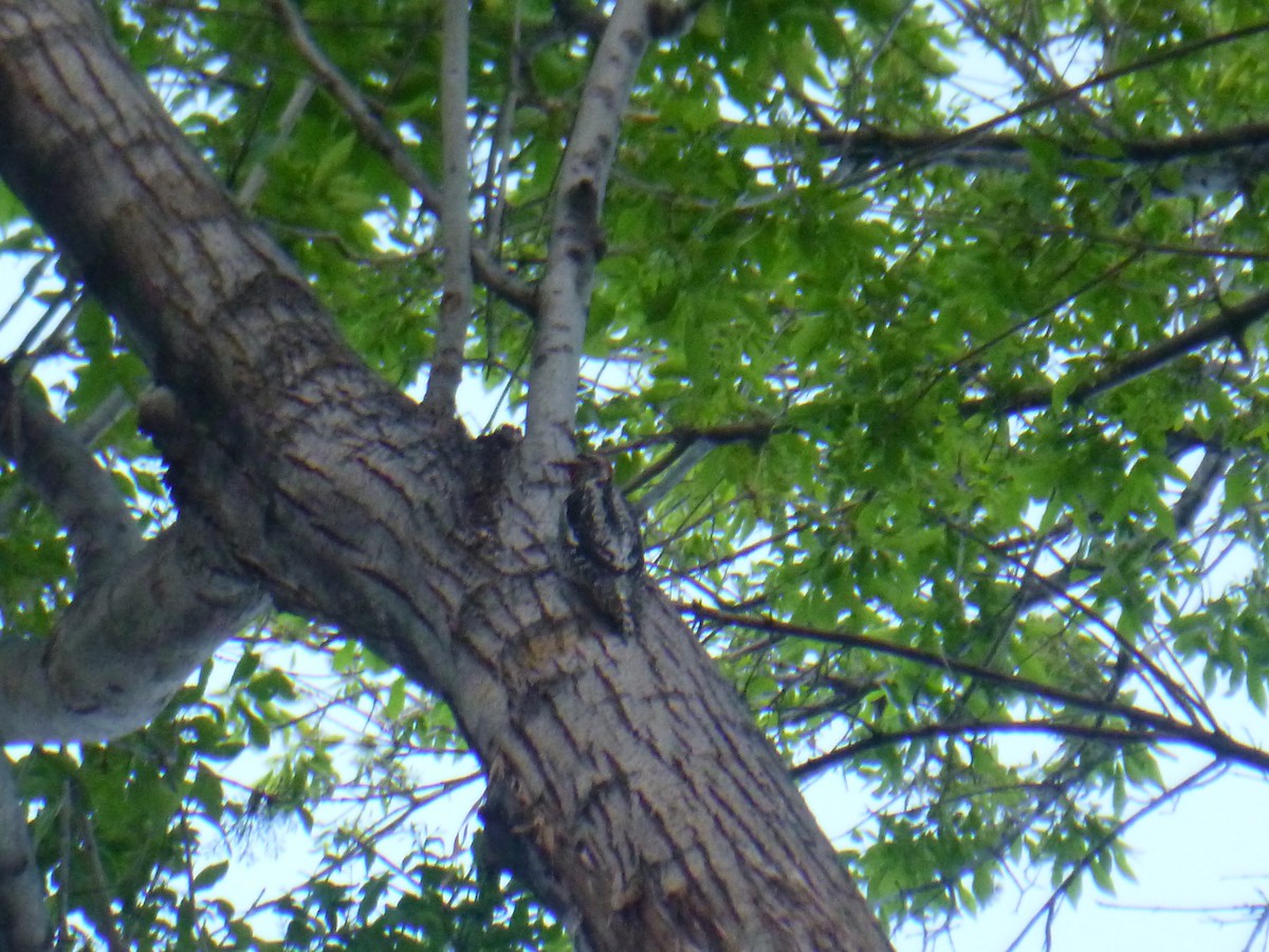 Red-naped Sapsucker - Benoît Bürgi