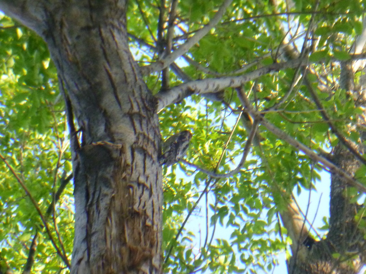 Red-naped Sapsucker - Benoît Bürgi