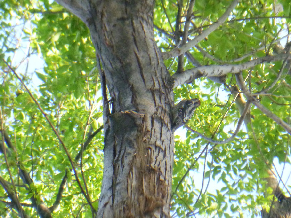 Red-naped Sapsucker - Benoît Bürgi