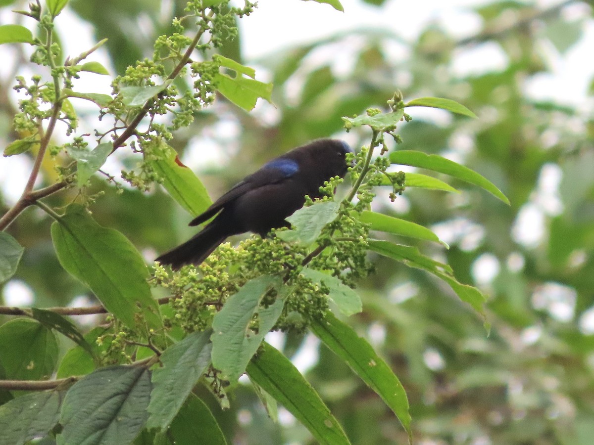 Capped Conebill (Blue-capped) - Hugo Foxonet