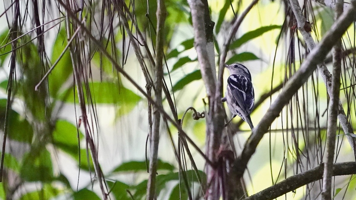 Black-and-white Warbler - Indira Thirkannad