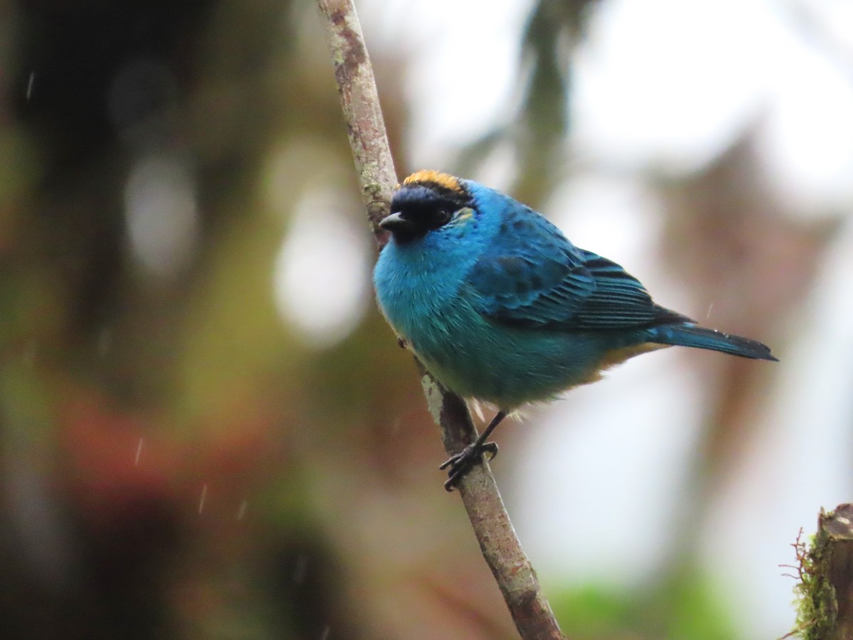 Golden-naped Tanager - Hugo Foxonet