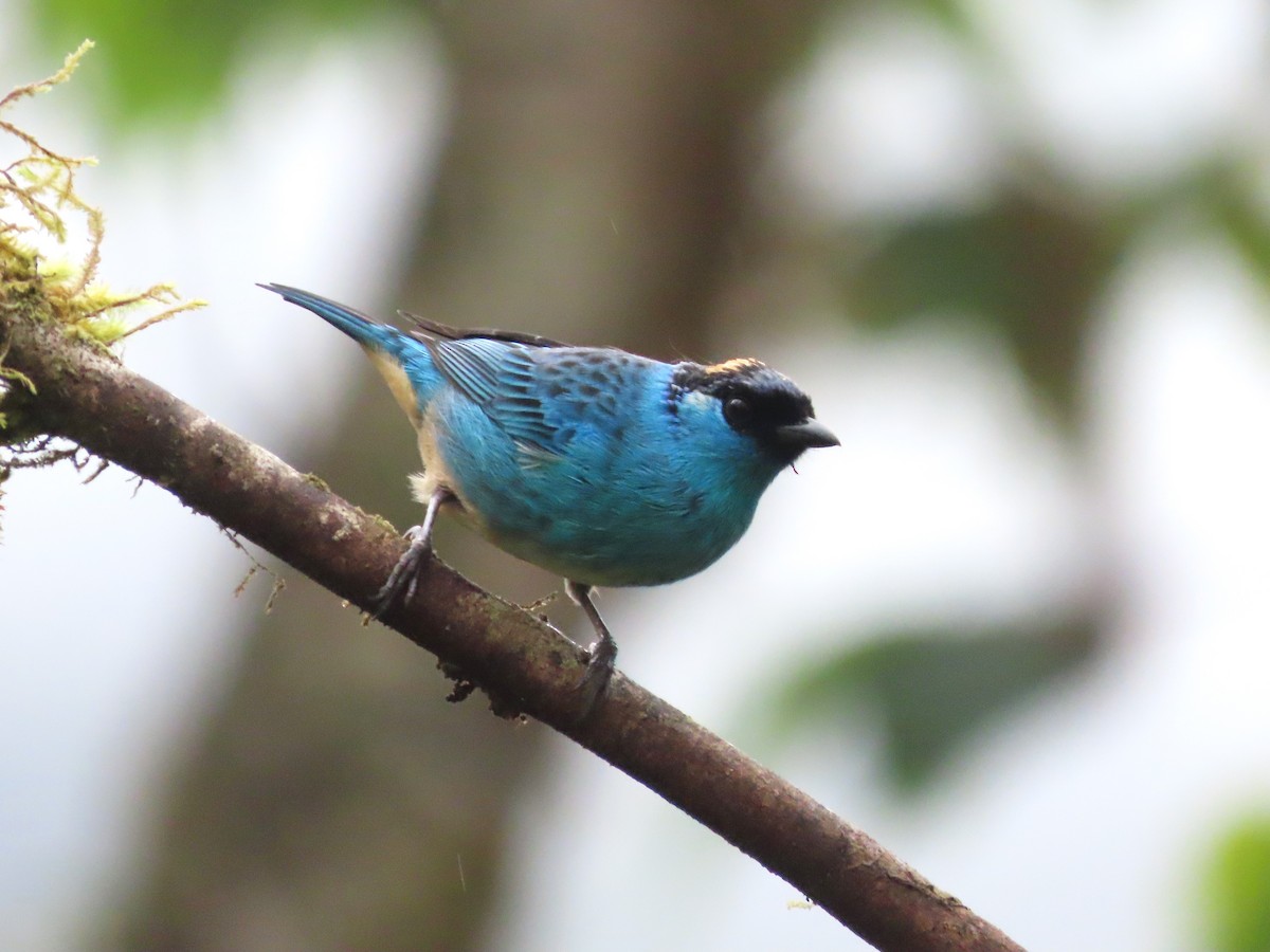 Golden-naped Tanager - Hugo Foxonet