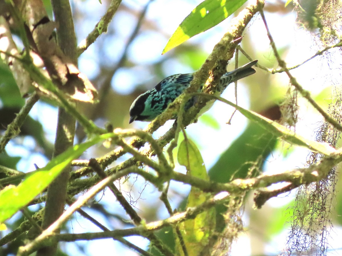 Beryl-spangled Tanager - Hugo Foxonet