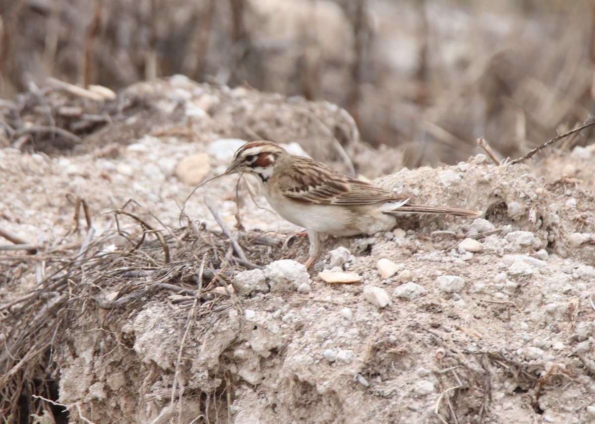 Lark Sparrow - Ruth King