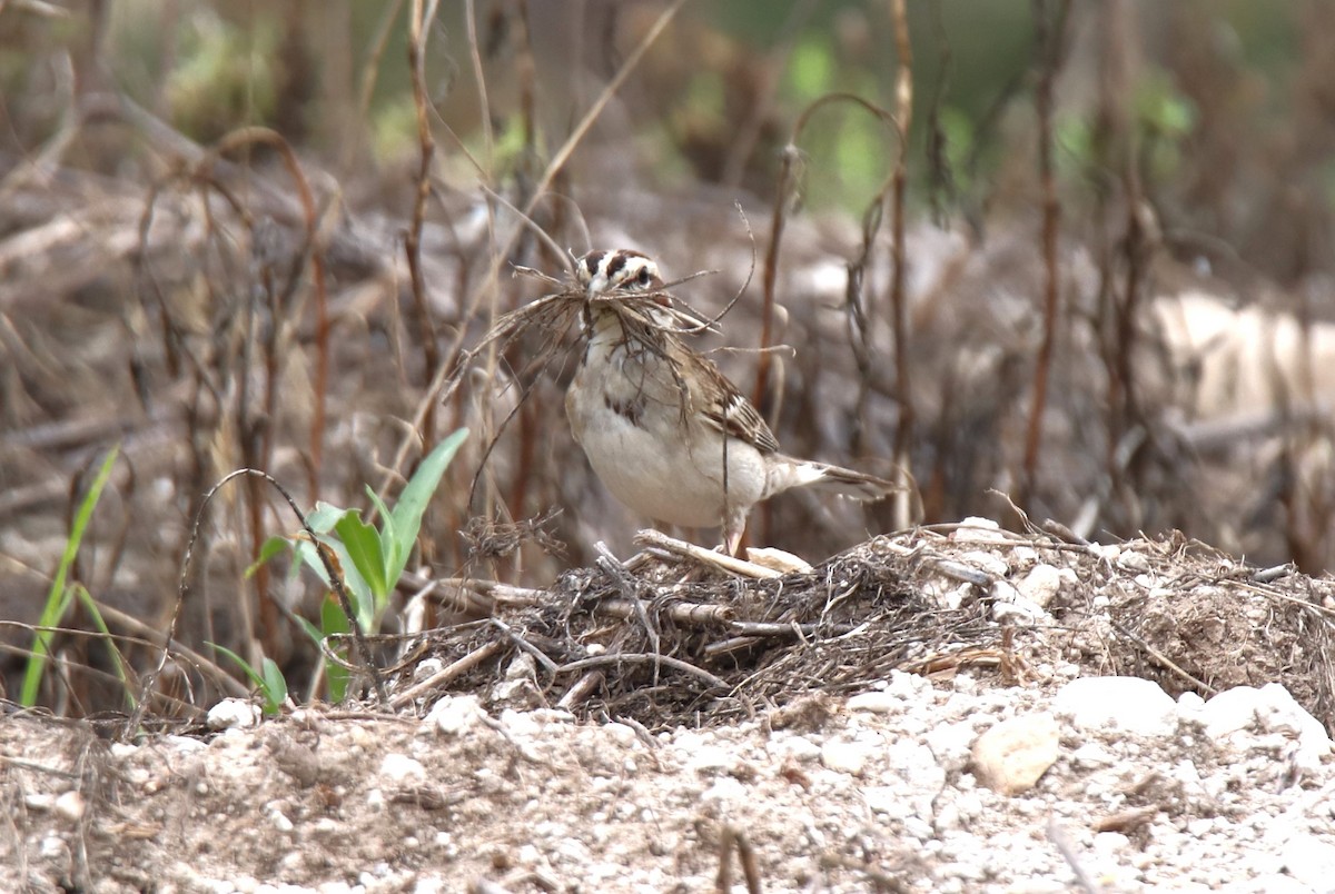 Lark Sparrow - Ruth King