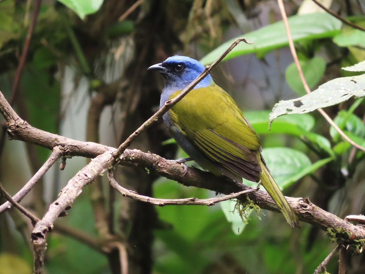 Blue-capped Tanager - Hugo Foxonet