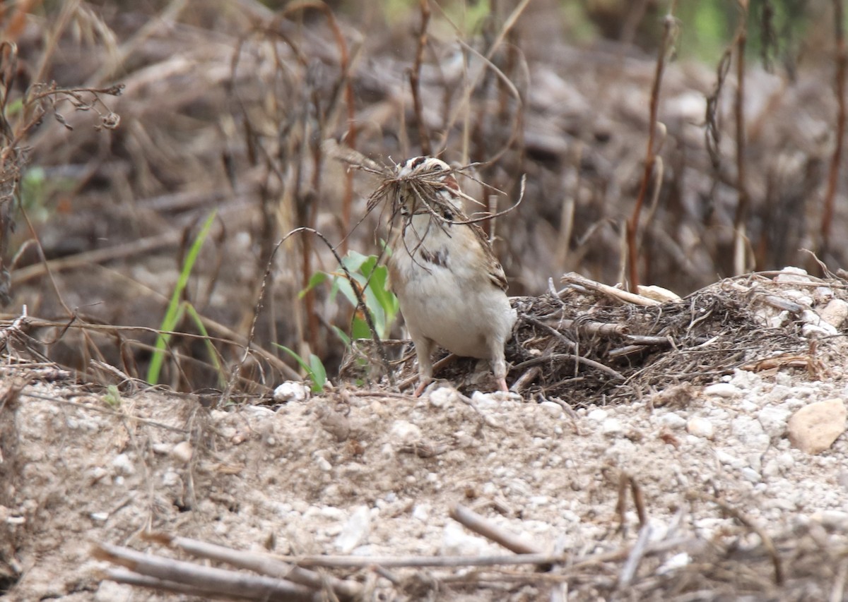 Lark Sparrow - Ruth King