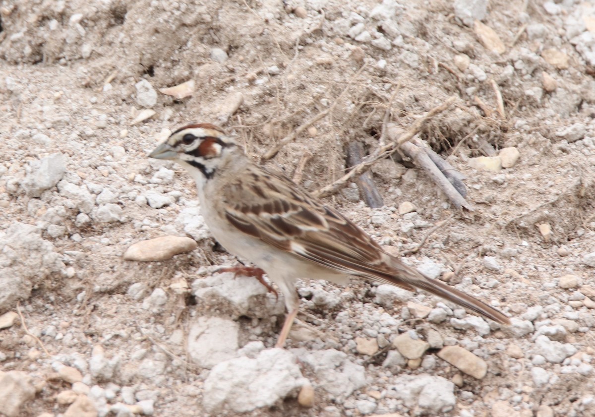 Lark Sparrow - Ruth King