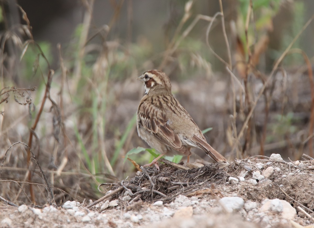 Lark Sparrow - Ruth King