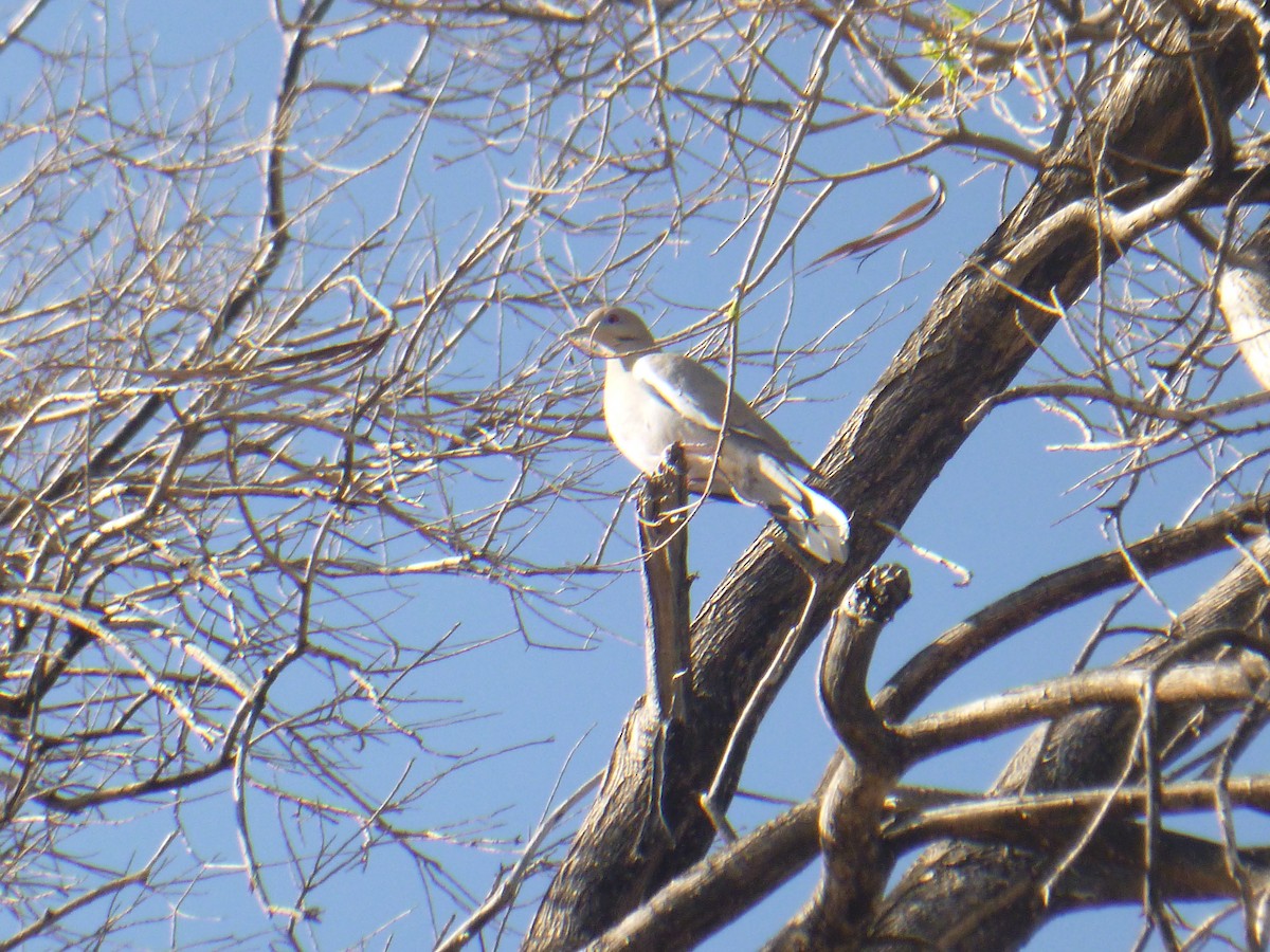 White-winged Dove - ML619526805