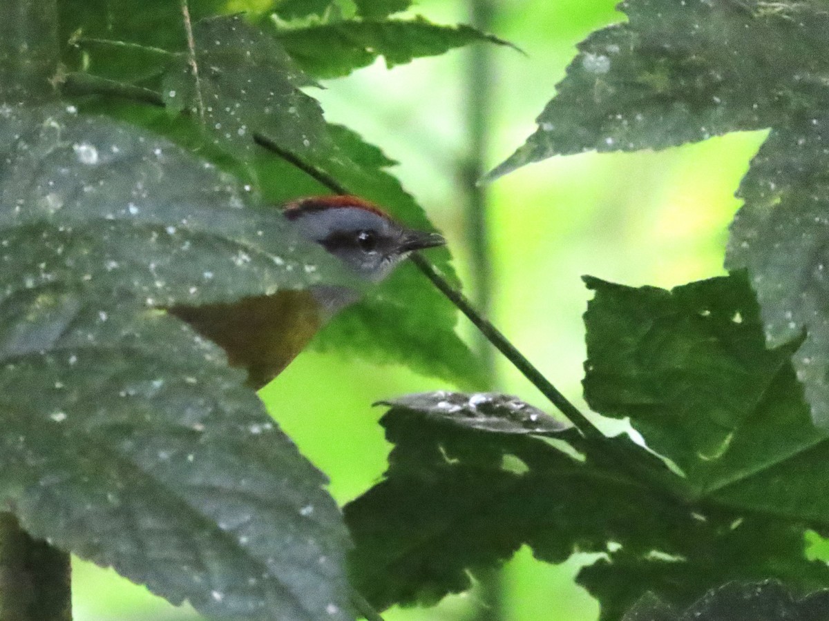 Russet-crowned Warbler - Hugo Foxonet