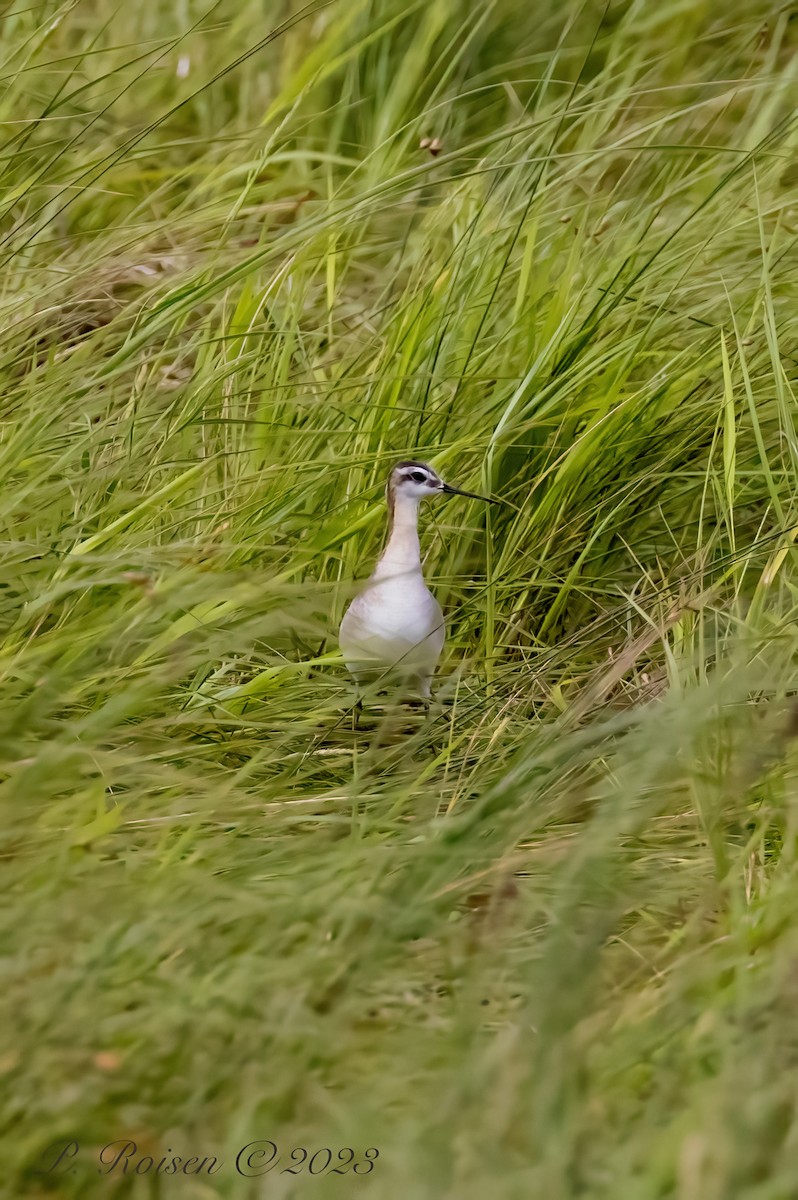 Wilson's Phalarope - Paul Roisen