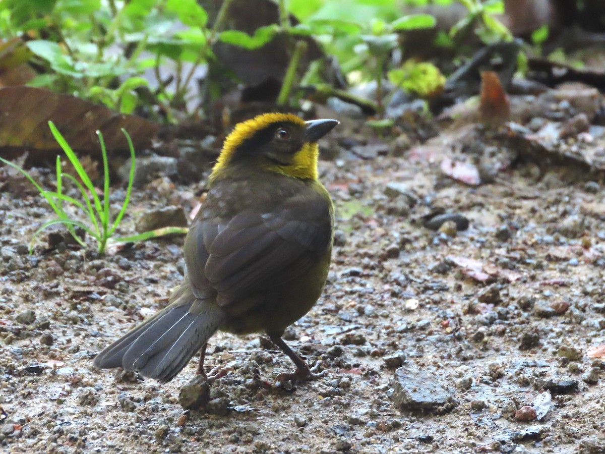 Tricolored Brushfinch (Choco) - Hugo Foxonet