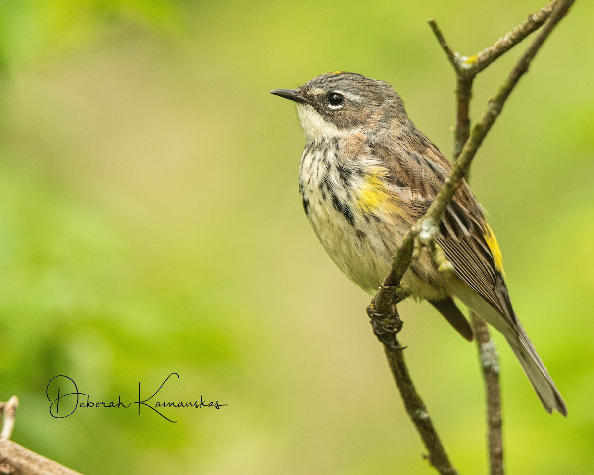 Yellow-rumped Warbler (Myrtle) - Deborah Kainauskas