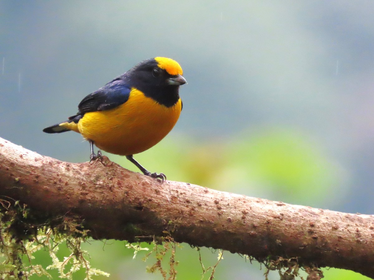 Orange-bellied Euphonia - Hugo Foxonet