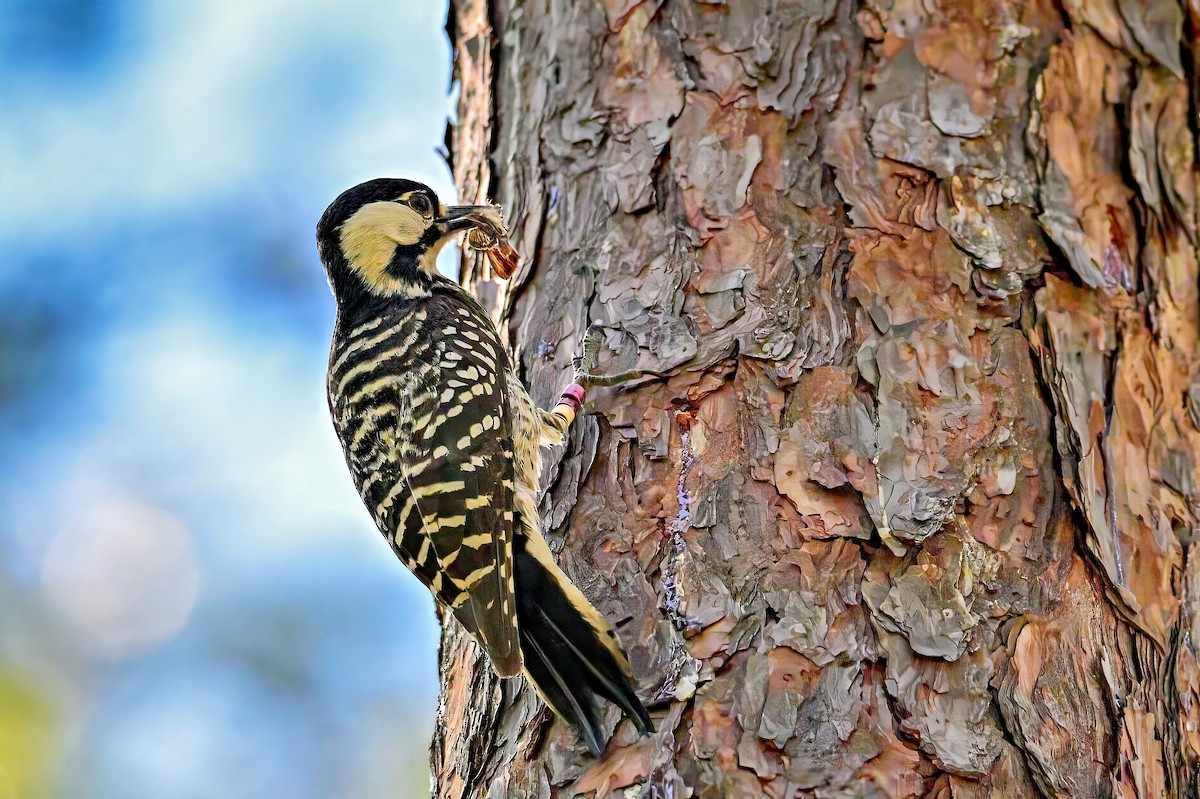 Red-cockaded Woodpecker - Richard Pockat