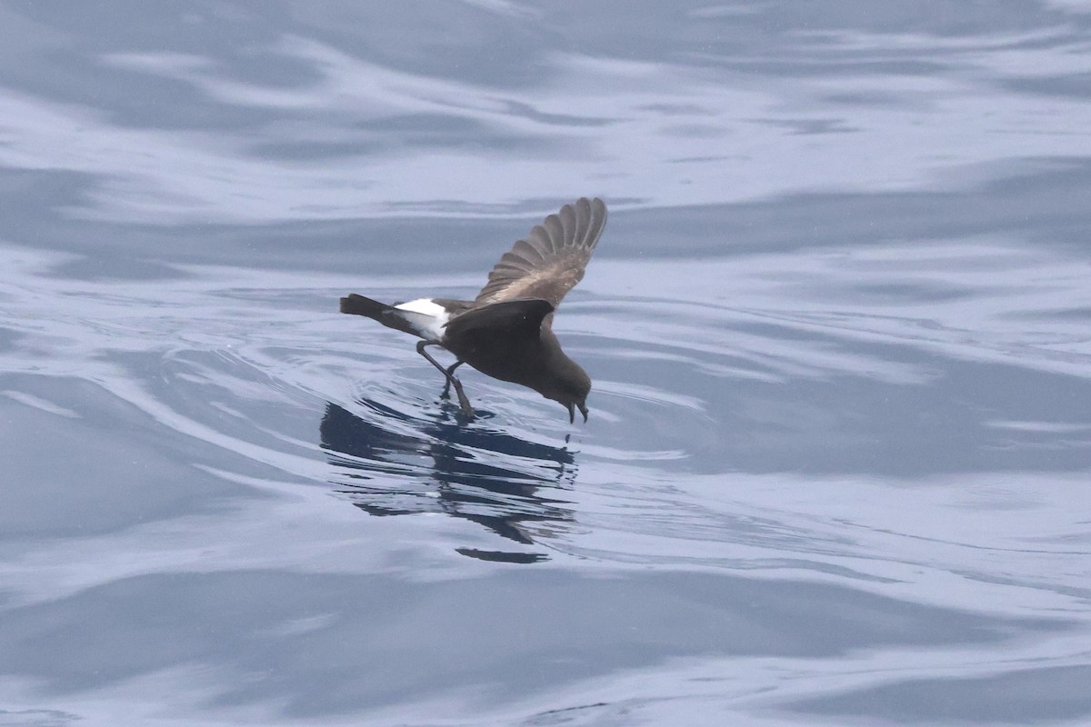 Wilson's Storm-Petrel - Michael McCloy