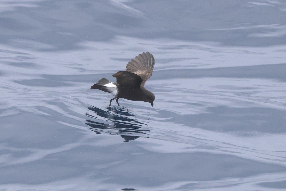 Wilson's Storm-Petrel - Michael McCloy