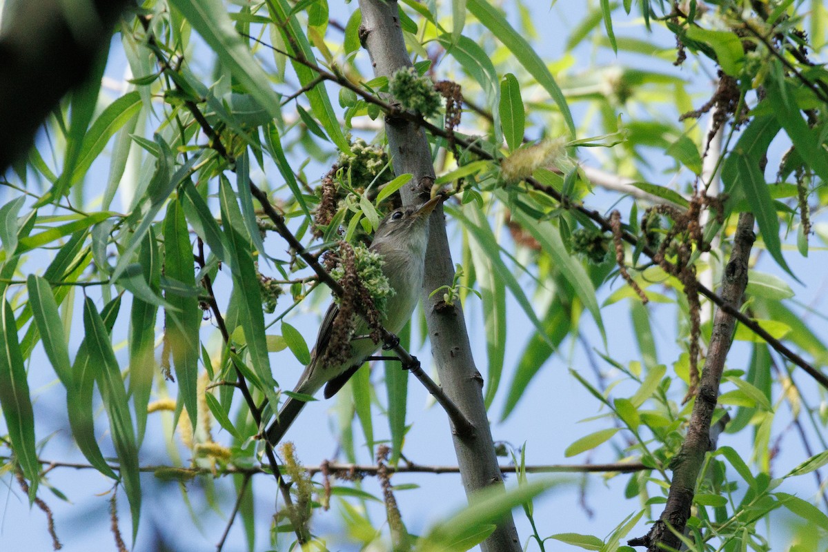 Least Flycatcher - Kyle Smith