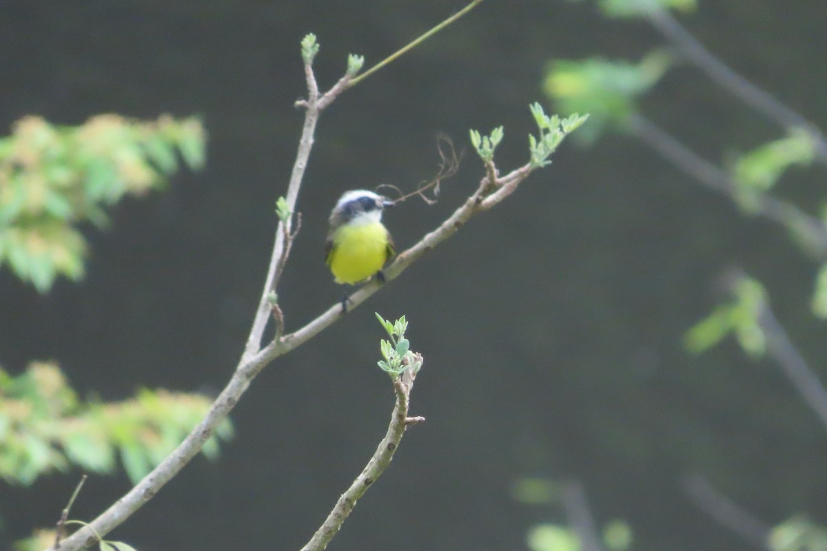 Social Flycatcher - David Brinkman