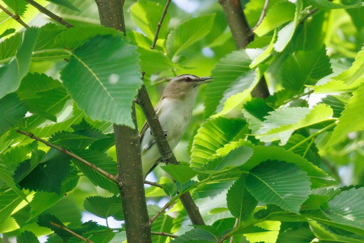 Red-eyed Vireo - Kyle Smith