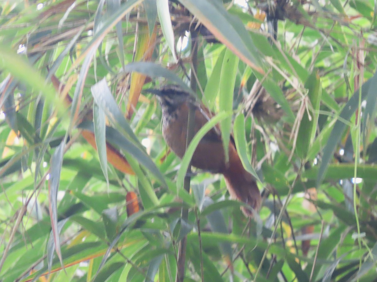 Plain-tailed Wren - Hugo Foxonet