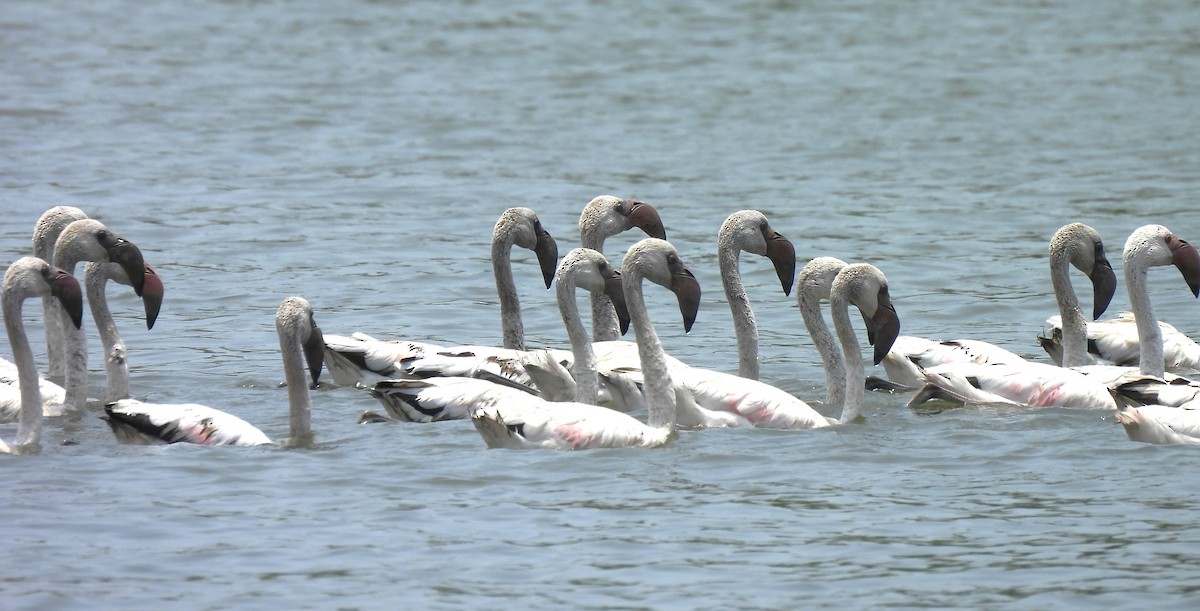 Greater Flamingo - ML619526840